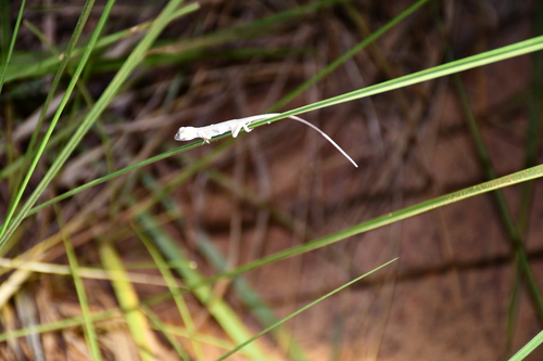 Lined Anole, Anolis meridionalis