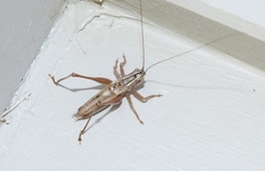 Conocephalus bilineatus