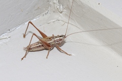 Conocephalus bilineatus