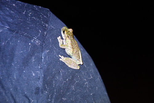 Helena's Treefrog