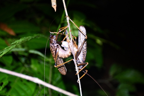 Leptotettix bolivianus