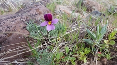 Viola beckwithii