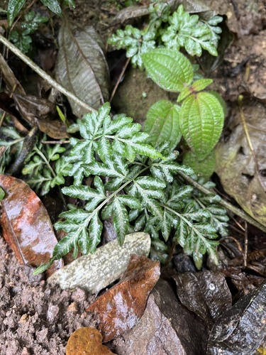 Pteris ensiformis iNat (1)