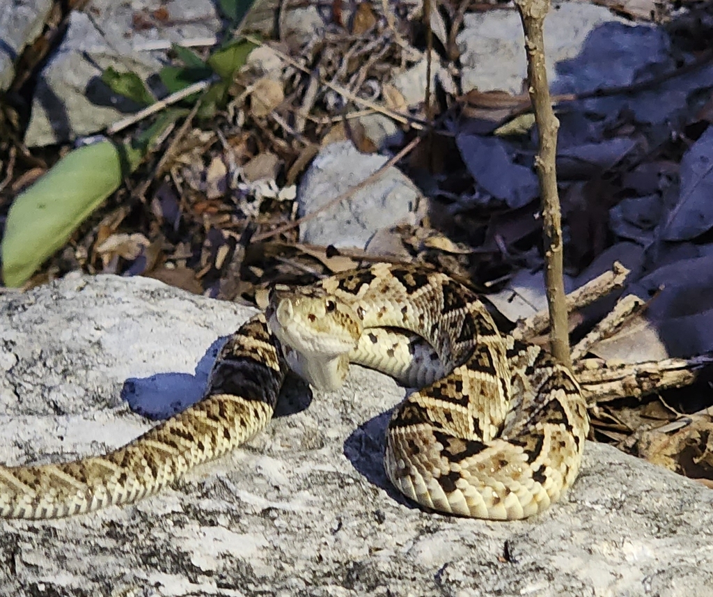 Yucatán Neotropical Rattlesnake In July 2023 By José Alberto De La Luz 