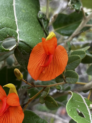 Harpalyce brasiliana, 2024-02-01