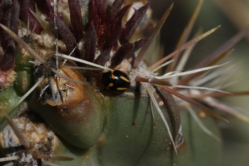 Trident Lady Beetle photo 3