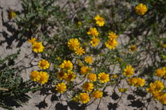 Thymophylla tenuifolia