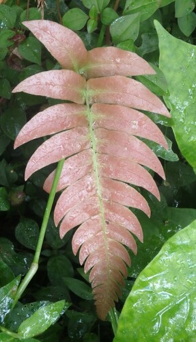 Image of Blechnum occidentale by (c) Tom and T Herman, some rights reserved (CC BY)
