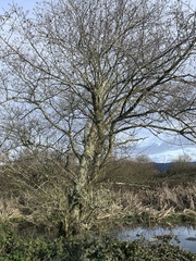 Alnus rubra