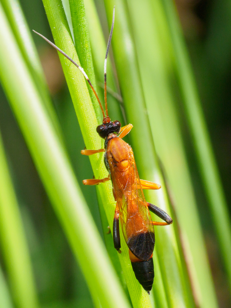 Black-tipped Orange Ichneumon Wasp
