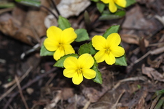 Viola xanthopetala
