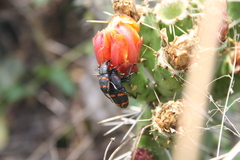 Cactophagus spinolae