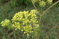 Polytaenia