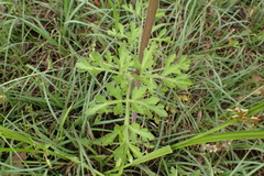 Polytaenia