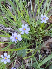 Sisyrinchium pruinosum