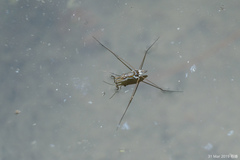 Limnogonus fossarum