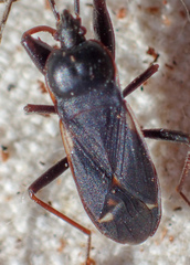 Eremocoris semicinctus