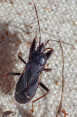 Eremocoris semicinctus