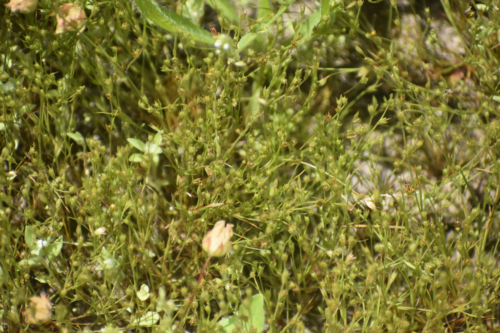 rushes in June 2022 by Joseph D Kurtz · iNaturalist