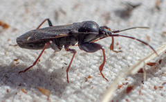 Eremocoris semicinctus