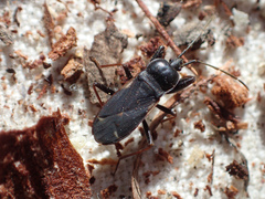 Eremocoris semicinctus