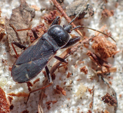 Eremocoris semicinctus