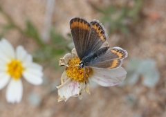 Plebejus melissa paradoxa