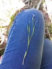 Sisyrinchium pruinosum