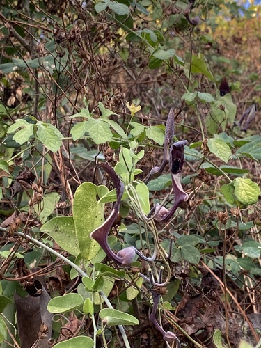 Aristolochia tentaculata (Aristolochia tentaculata)