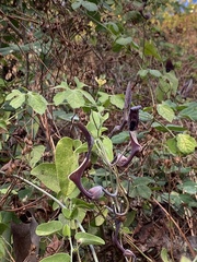 Aristolochia tentaculata