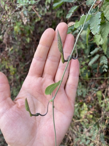Bejuco guaco (Aristolochia tentaculata)