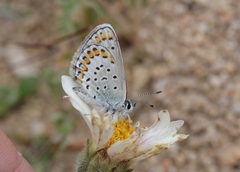 Plebejus melissa paradoxa