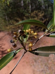 Coptosperma