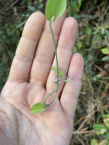 Bejuco guaco (Aristolochia tentaculata)
