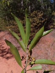 Coptosperma