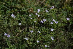 Glandularia alejandrana