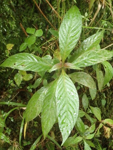 Image of Gonzalagunia hirsuta by (c) Tom and T Herman, some rights reserved (CC BY)