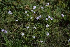Glandularia alejandrana