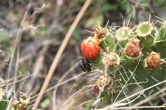 Cactophagus spinolae