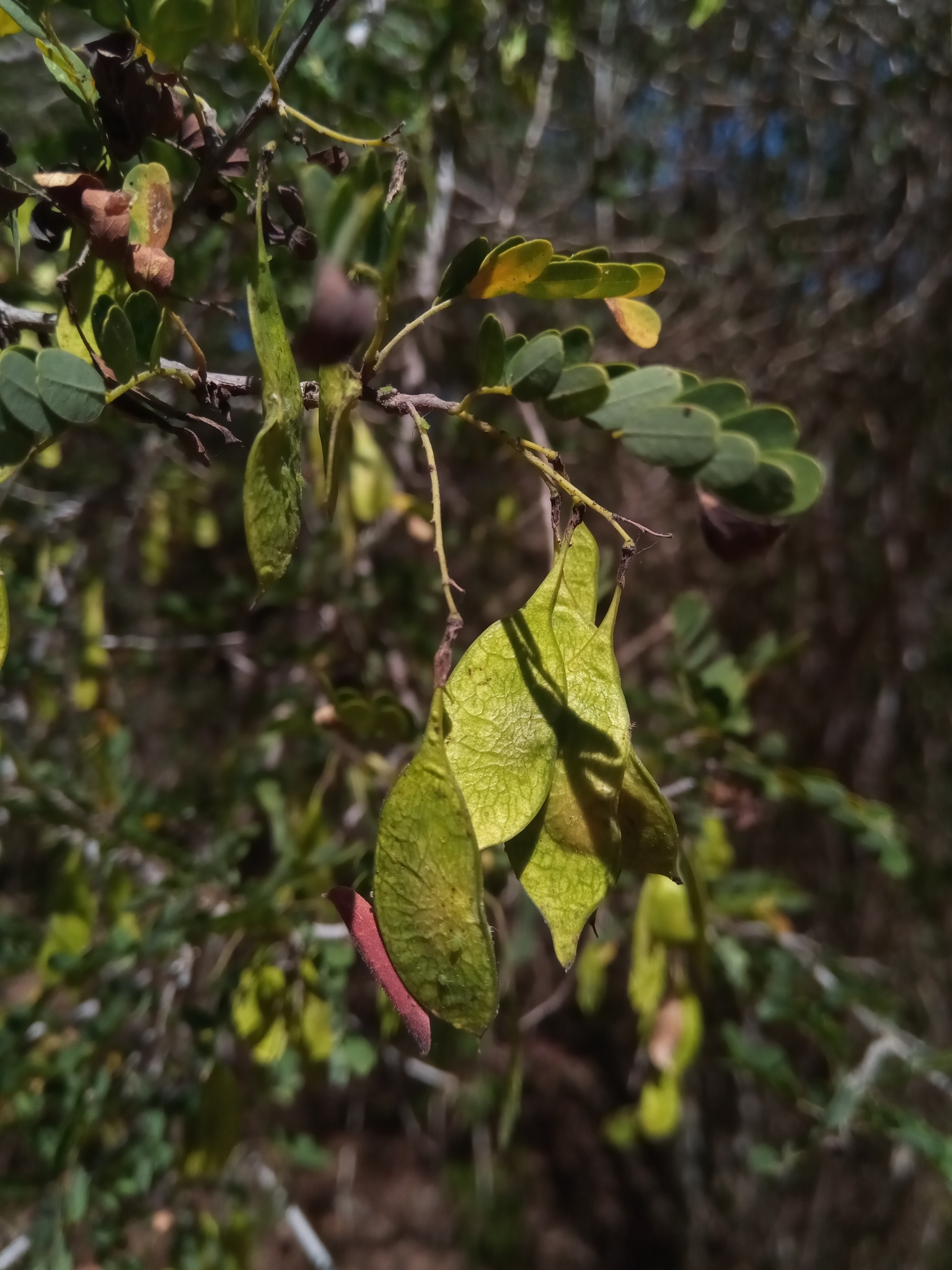 Dalbergia xerophila