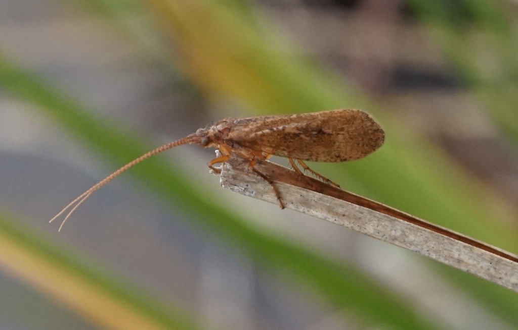 Limnephilus hamifer