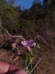 Ipomoea pileata