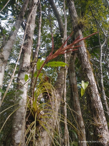 Image of Tillandsia festucoides by (c) Juan Cruzado Cortés, some rights reserved (CC BY)