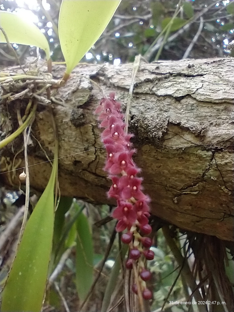 Stelis ciliaris