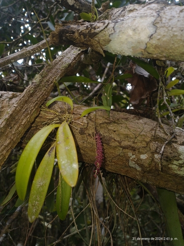 Stelis ciliaris, photograph 2