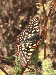 Euphydryas chalcedona hennei