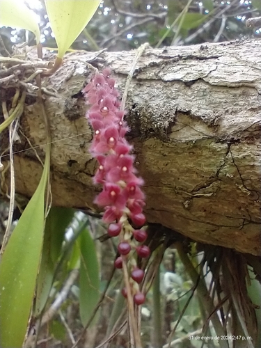 Stelis ciliaris, photograph 3