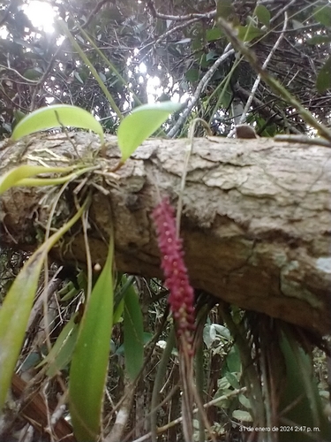 Stelis ciliaris, photograph 4