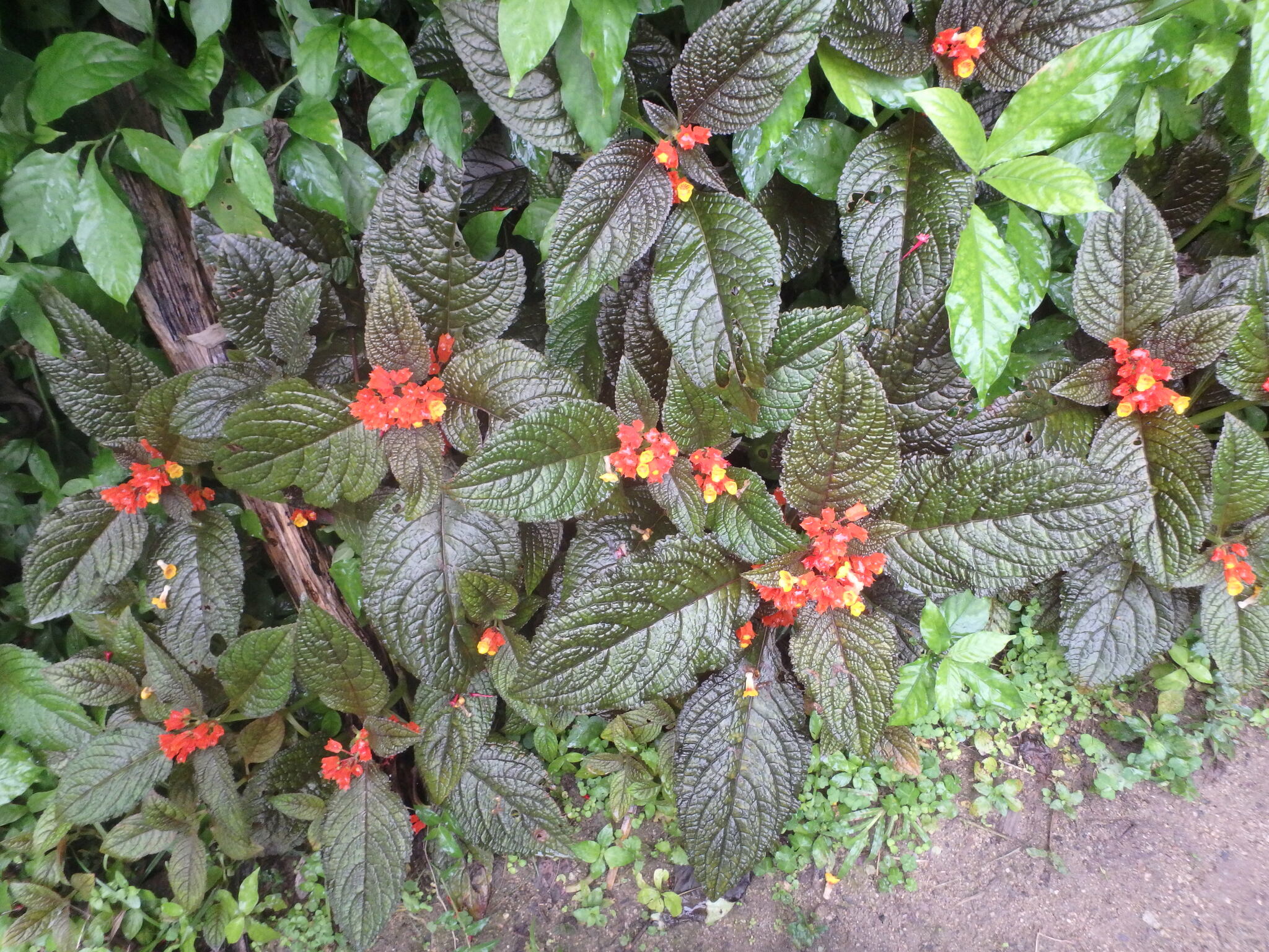 Imagem de Canário-vegetal