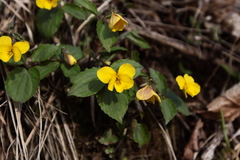 Viola xanthopetala